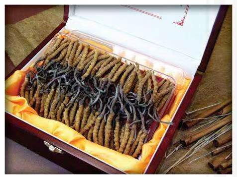 托喀依乡冬虫夏草回收